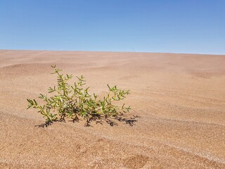 Resilient Green Plant Growing in Desert Sand © Sebastian