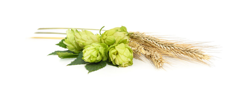 Fresh green hop cones and ears of wheat isolated on a white background.