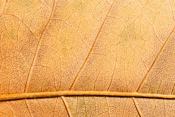 Fototapeta premium Dry Tan Leaf Vein Macro Background