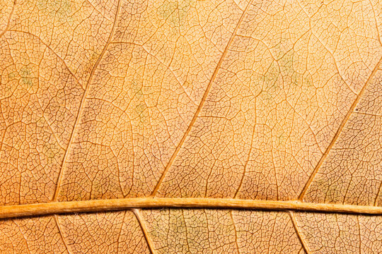 Dry Tan Leaf Vein Macro Background