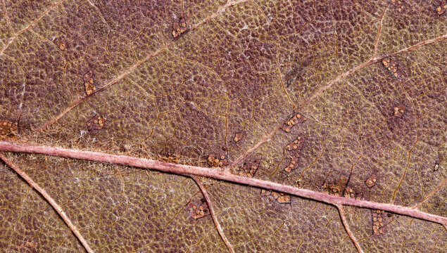 Dry Purple Brown Leaf Macro Texture