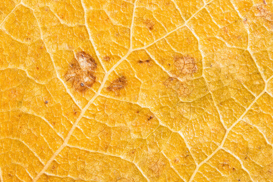 Yellow Dry Leaf Vein Macro Texture