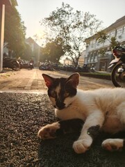 cat on the roof © Rasya