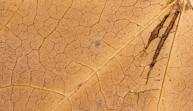 Tan Dry Leaf Macro With Dark Marks