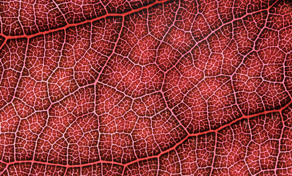 Crimson Leaf Vein Network Macro Texture