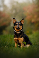 Fototapeta premium Beautiful mixed breed dog sitting on green grass in autumn park looking at camera, cute lancashire heeler puppy posing outdoors, clever loyal pet enjoying nature fall forest scenery vertical shot
