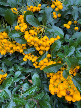 Golden yellow pyracantha berries on branch among wet glossy green leaves foliage background in botanical garden