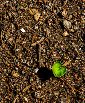 Dichondra sprout emerging from brown soil