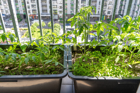 Tomato Plants Growing in Pots on Apartment Balcony Garden. Hobby houseplanting