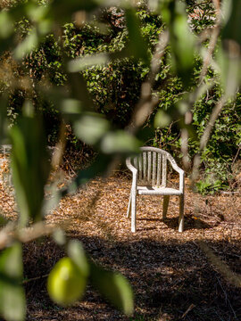 Old plastic chair in a Mediterranean garden among olive leaves