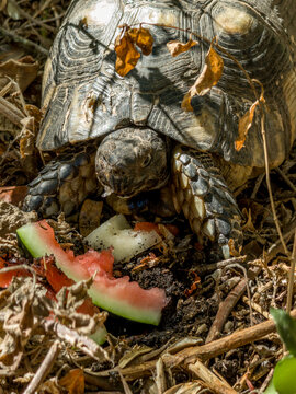 Close up of a turtle among watermelon and melon pieces in dry grass