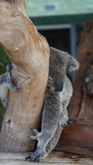 Koala in the Perth Australia © Kamila