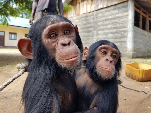 Young chimpanzees sitting closely together at a captive facility