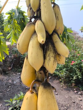 Close up cluster of ripe yellow carica fruits or papaya dieng hanging on tree branch
