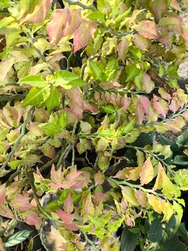Full frame of variegated devil backbone plant with green, yellow, and pink foliage in outdoor garden