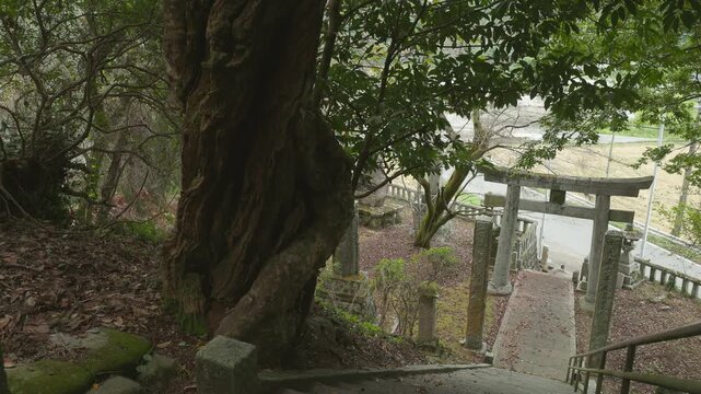 巨木・御神木と見下ろす参道の石鳥居 神社境内の静寂 福岡