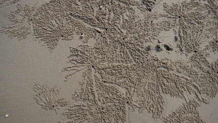 Top-down view of intricate sand pellets patterns created by sand bubbler crabs on a wet beach shoreline. © Ahmad