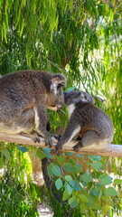 Koala in the Australia yanchep national park © Kamila
