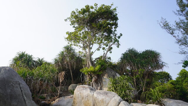 Low-angle view of tropical trees and pandanus plants growing among large granite boulders on a coastal hill.   