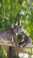 Koala in the Australia yanchep national park © Kamila