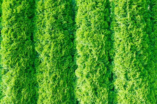 Dense Green Thuja Hedge With Evergreen Foliage
