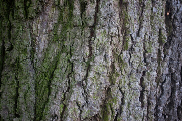 Obraz premium Kora drzewa, tło. Tree bark, background