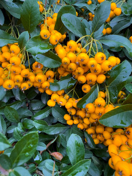 Yellow berries growing in dense clusters on pyracantha shrub with rich wet green foliage outdoors. Close up macro view of firethorn bush