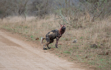 Afrikanischer Wildhund bewegt sich durch eine trockene Savannenlandschaft © vschlichting