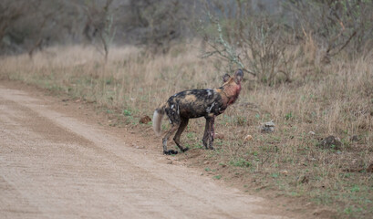 Afrikanischer Wildhund bewegt sich durch eine trockene Savannenlandschaft © vschlichting