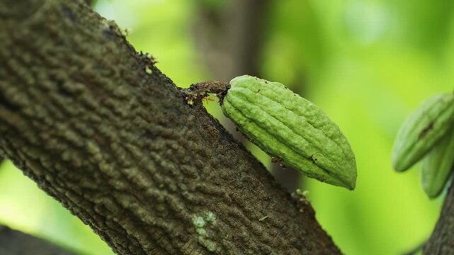 Close-up of young green cacao pods growing on tree trunk with small white cocoa flower blooming	