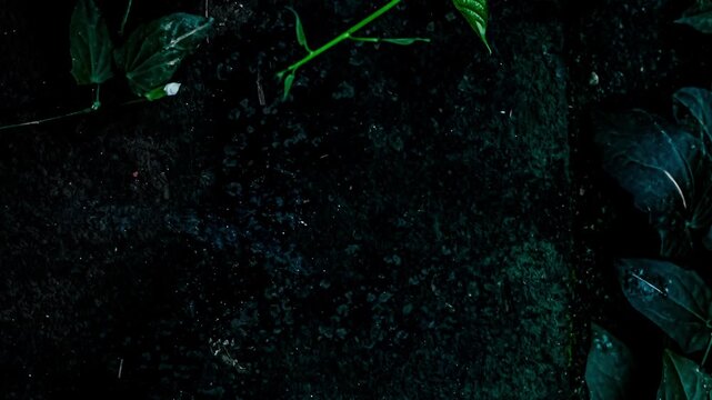 Dark textured ground with leaves