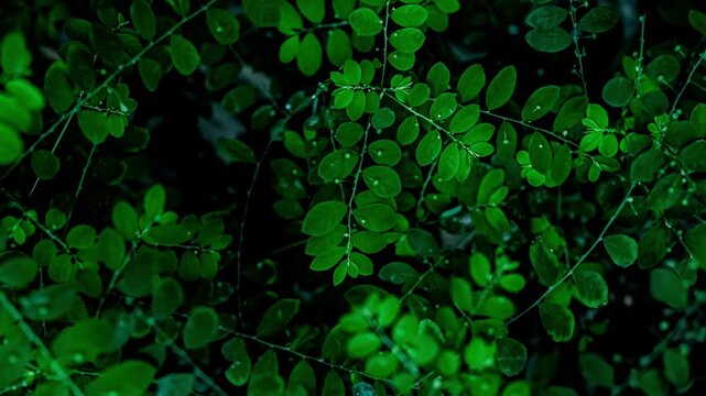 Green leaves pattern with water droplets
