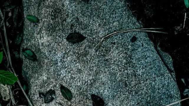 Stone surface with leaves and vines