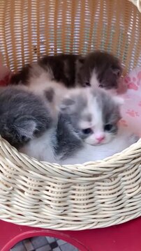 Fluffy kittens resting inside a wicker basket captured in moving video footage showing small animals waking up from nap time