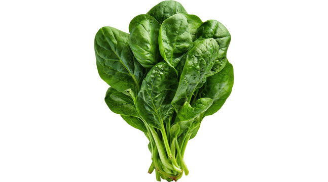 spinach, fresh spinach, spinach leaves, raw spinach, green spinach, spinach PNG, fresh spinach leaves, PNG