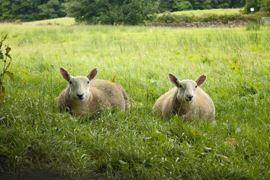 two sheep lying down in the meadow