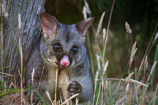 Common Brushtail Possum eating reeds in its natural habitat