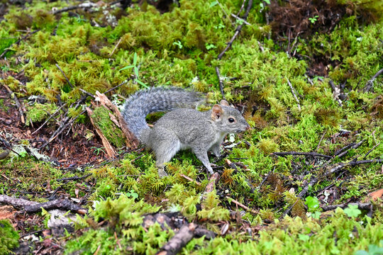 Wild Native Squirrel Sitting in Mossy Alpine Forest Near Wudi Lake, Shangri-La, China