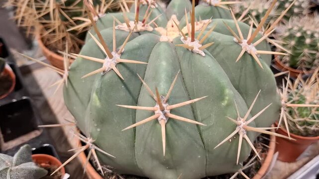 Green melocactus curvispinus with long sharp thorns, home gardening, houseplant decoration. Spherical cactus with pronounced ribs and large areoles, from which long, stiff spines. Ferocactus pottsii