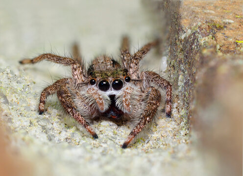 A Focus Stacked Extreme Close-up Image of a Tan Jumping Spider In the Mortar Joint of a Brick Wall