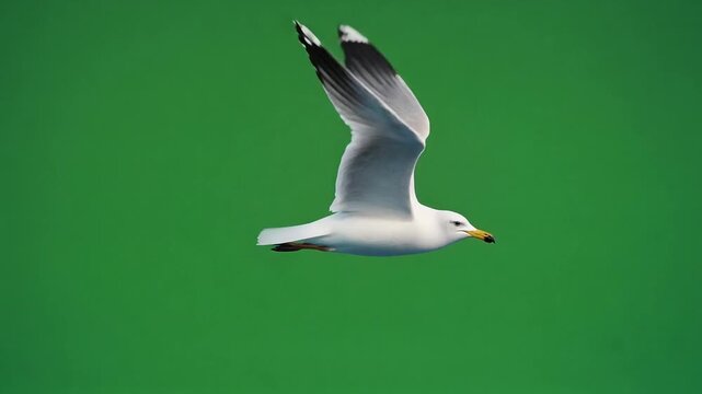 Flying seagull bird isolated on a green screen background for chroma key compositing.