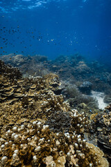 Healthy tropical coral reef ecosystem with staghorn and hard corals in blue ocean. © PIPE DIVE UNDERWATER