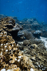 Healthy tropical coral reef ecosystem with staghorn and hard corals in blue ocean. © PIPE DIVE UNDERWATER