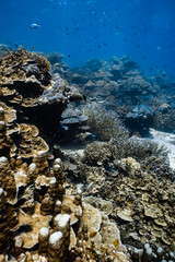 Healthy tropical coral reef ecosystem with staghorn and hard corals in blue ocean. © PIPE DIVE UNDERWATER