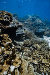 Healthy tropical coral reef ecosystem with staghorn and hard corals in blue ocean. © PIPE DIVE UNDERWATER