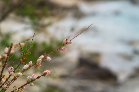primavera