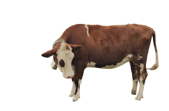 Brown and White Cow with Cowbell, Isolated on Transparent Background