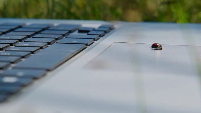 Ladybug crawls across laptop keyboard outdoors. Sunlight highlights its red shell. Grass background shows nature meeting tech. Shot suggests harmony between wildlife and modern life