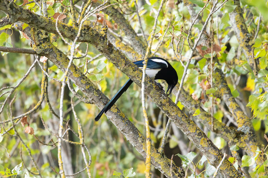 Pie bavarde (Pica pica) perch&eacute;e sur une branche au milieu d&rsquo;un arbre feuillu. 