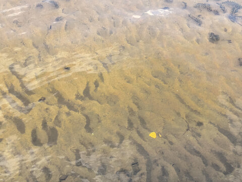 Single Yellow Leaf on Sandy Lake Bottom Under Clear Water